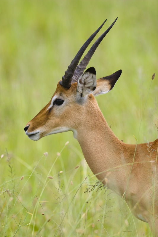 Impala